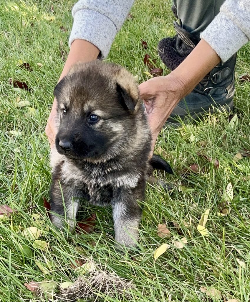 ACE/Maisy Femal Pup
